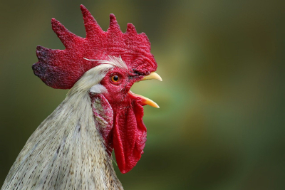 Chicken Medicine - Preventative Health Strategies for a Disease-Free Flock