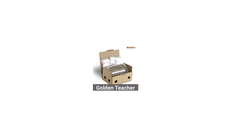 Golden Teacher kiedy zbierać ?