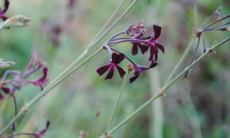 Pelargonia afrykańska